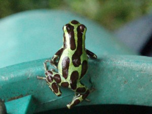 green and brown poison dart frog view 1