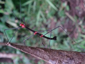 stick insect 1