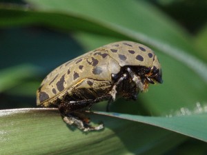 beetle 3