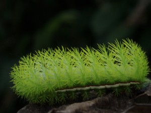 caterpillar 3a