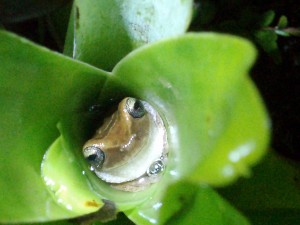 frog in bromeliad at night